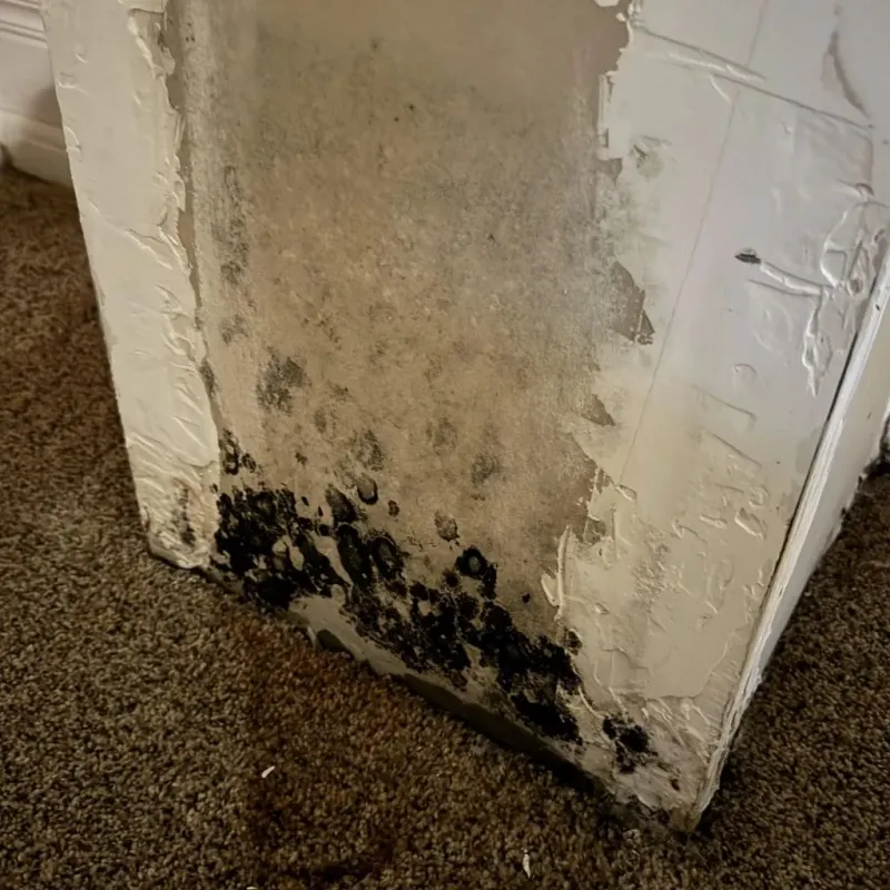 Professional Mold Removal in Milbank, SD